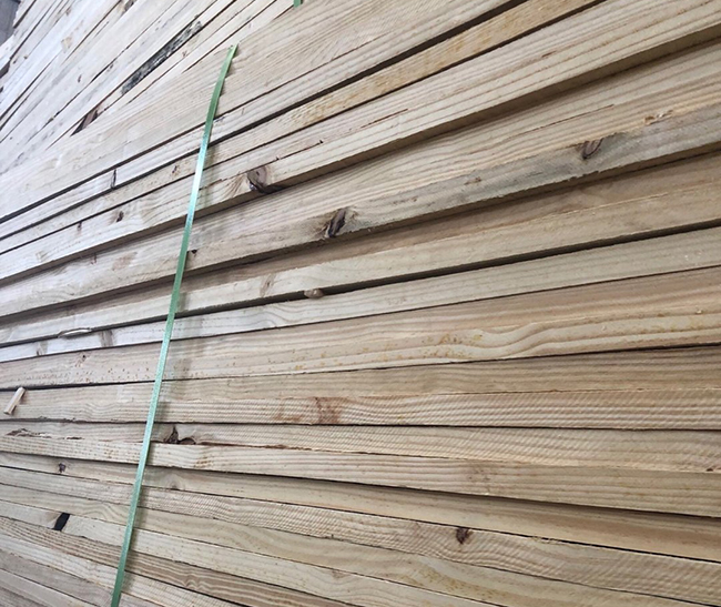 磐石巴西松